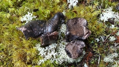 Boletopsis nothofagi