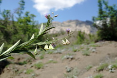 Polygala sosnowskyi