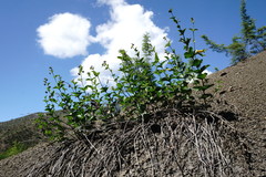 Vincetoxicum funebre