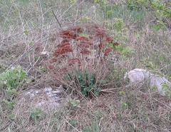 Hylotelephium maximum × spectabile