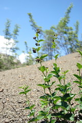 Vincetoxicum funebre