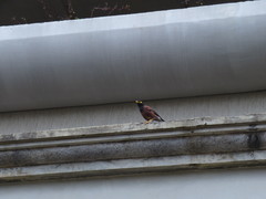 Acridotheres tristis