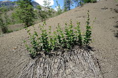 Vincetoxicum funebre