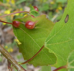 Harmandiola