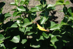 Vincetoxicum funebre