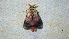 Aidos perfusa