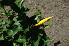 Vincetoxicum funebre