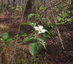 Rubus argutus