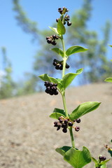 Vincetoxicum funebre