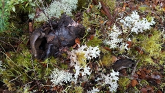 Boletopsis nothofagi