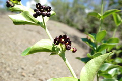 Vincetoxicum funebre