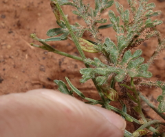 Astragalus wingatanus