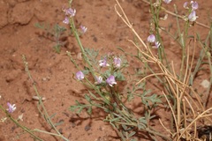 Astragalus wingatanus