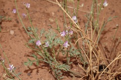 Astragalus wingatanus
