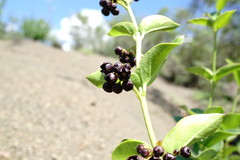 Vincetoxicum funebre