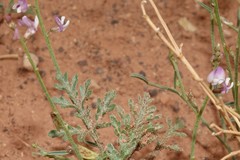 Astragalus wingatanus