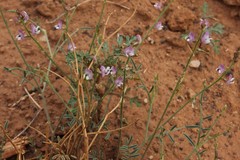 Astragalus wingatanus