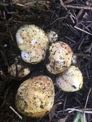 Rhizopogon rubescens