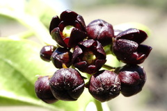 Vincetoxicum funebre