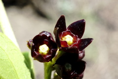 Vincetoxicum funebre