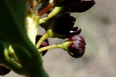 Vincetoxicum funebre