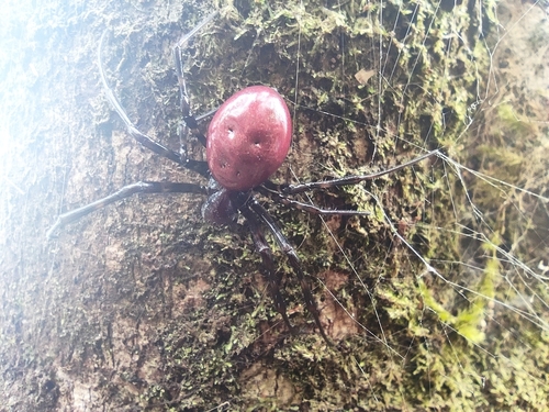 Reunion Hermit Spider