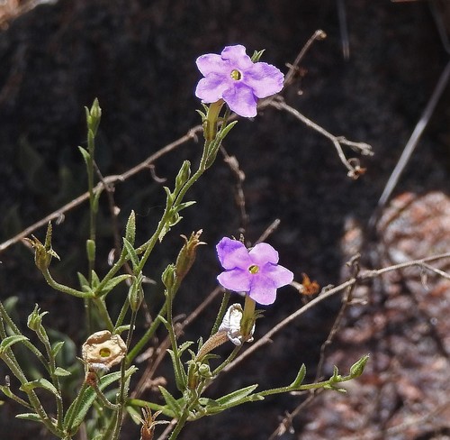 Leptoglossis linifolia