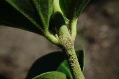 Vincetoxicum funebre