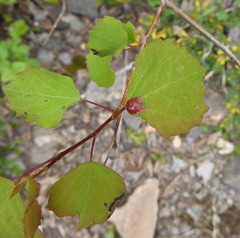 Harmandiola