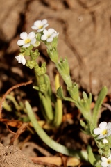 Plagiobothrys stipitatus
