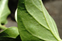 Vincetoxicum funebre