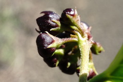 Vincetoxicum funebre