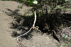 Vincetoxicum funebre