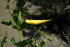 Vincetoxicum funebre