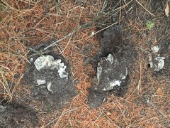 Russula brevipes acrior