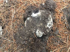 Russula brevipes acrior