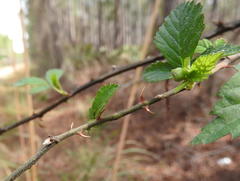 Rubus argutus