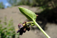 Vincetoxicum funebre