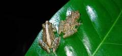 Scinax argyreornatus