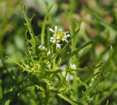 Neotorularia torulosa