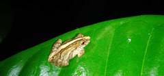 Scinax argyreornatus