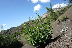 Vincetoxicum funebre