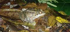 Leptodactylus latrans