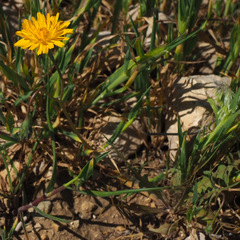 Crepis aculeata