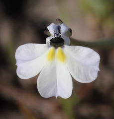 Downingia ornatissima var. ornatissima