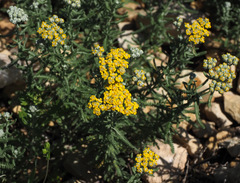 Achillea cretica