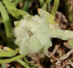 Psilocarphus brevissimus