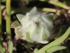 Psilocarphus brevissimus