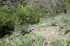 Sisymbrium polymorphum