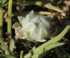 Psilocarphus brevissimus